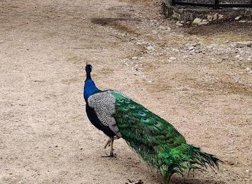 texas/austin/attraction/austin-zoo