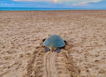 sri-lanka/mirissa/attraction/turtle-watch-rekawa