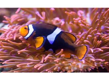 germany/lower-saxony/attraction/sea-life-hannover