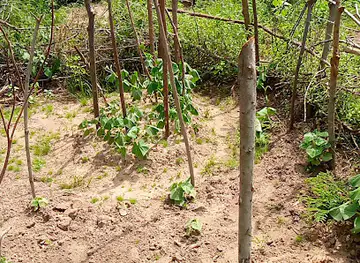 Ousainou and Brother's Farm