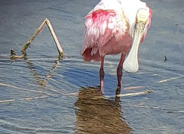 texas/port-aransas/attraction/port-aransas-texas