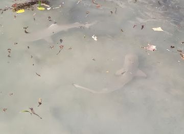 kenya/watamu/attraction/baby-shark-s-beach