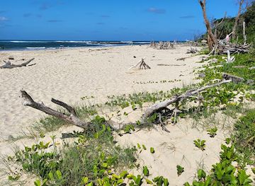 australia/northern-rivers/attraction/shark-bay-picnic-area