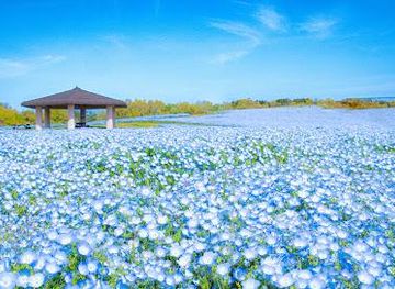 japan/fukuoka/attraction/uminonakamichi-seaside-park