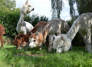 belgium/luxembourg/attraction/alpaka-trekking