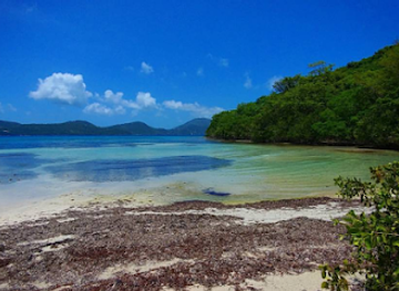 british-virgin-islands/sage-mountain-national-park/attraction/brown-bay-trail