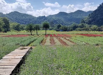thailand/khao-yai/attraction/hokkaido-flower-park-khaoyai