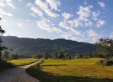 india/kaziranga-national-park/attraction/paddy-field