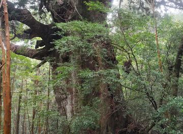 japan/yakushima/attraction/ryujin-sugi