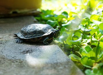 germany/ruhr/attraction/botanical-garden