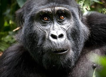 uganda/bwindi-impenetrable-national-park/attraction/3-days-gorilla-safari-to-bwindi