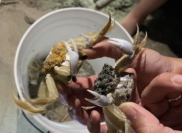 north-carolina/albemarle-pamlico-peninsula/attraction/ghost-crab-quest-llc