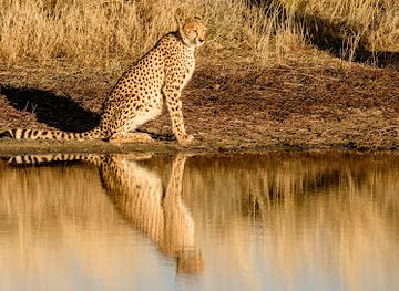 namibia/oshana/attraction/n-a-an-ku-se-wildlife-sanctuary