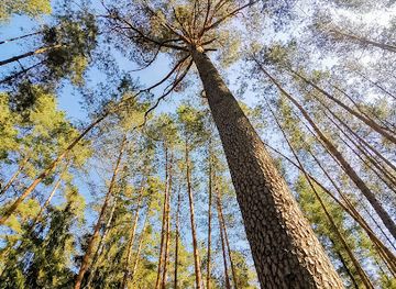 czechia/hradec-kralove/attraction/pamatna-borovice