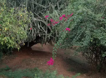 UCC Botanical Garden