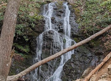 tennessee/great-smoky-mountains-national-park/attraction/smokies-life