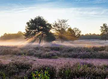 Mehlinger Heide