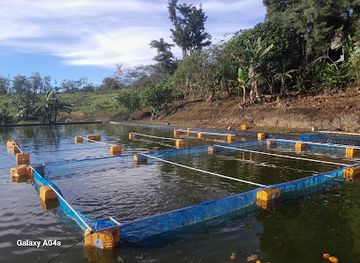 papua-new-guinea/madang-province/attraction/ask-sanctuary-tilapia-farm-orufona-peninsula