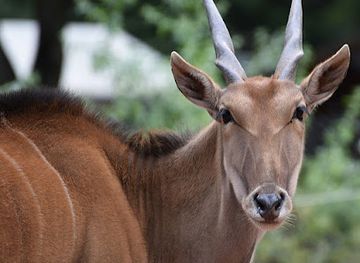 germany/palatinate/attraction/zoo-kaiserslautern