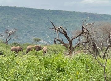 ethiopia/harari-region/attraction/babile-elephant-sanctuary