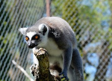 utah/cache-valley/attraction/zootah