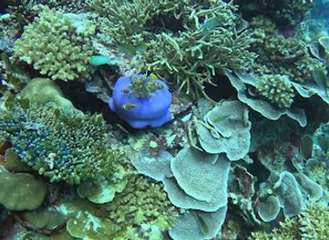 maldives/vaavu-atoll/attraction/pavi-s-reef
