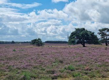 netherlands/vechtstreek/attraction/goois-natuurreservaat-bussumerheide