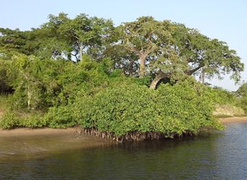 senegal/casamance/attraction/kalissaye-avifaunal-reserve