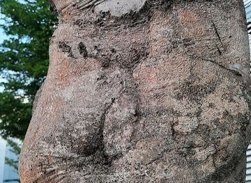 singapore/sembawang/attraction/human-face-tree