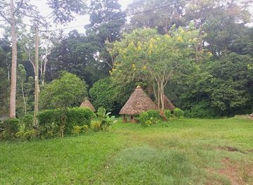 uganda/kigezi/attraction/mpanga-forest