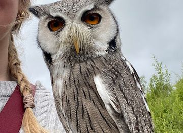 ireland/the-kerry-way/attraction/killarney-falconry