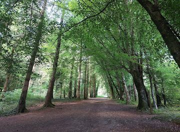 ireland/county-kildare/attraction/mullaghreelan-wood