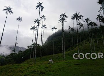 colombia/insular-region/attraction/cocora-valley