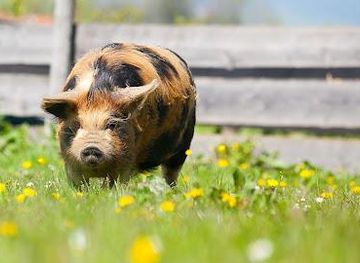 austria/hallstatt/attraction/gut-aiderbichl-henndorf