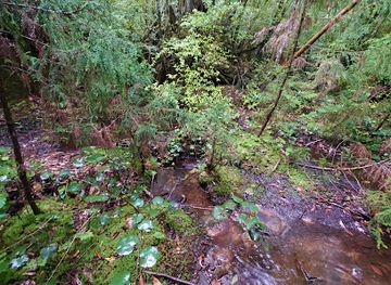 japan/yakushima/attraction/sandaisugi-cedar
