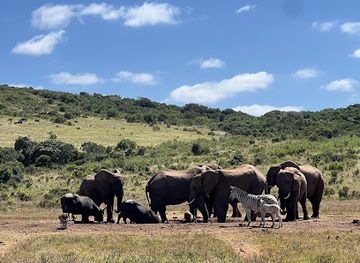 south-africa/addo-elephant-national-park/attraction/ngulube-waterhole