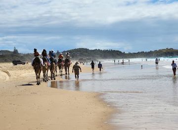 australia/mid-north-coast/attraction/camel-ride