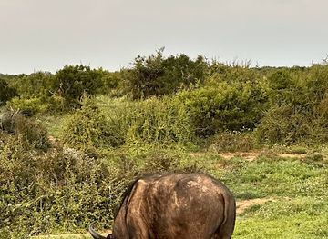 south-africa/addo-elephant-national-park/attraction/addo-game-drive-departures