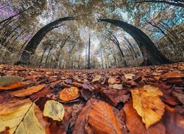 united-kingdom/bath/attraction/west-woods