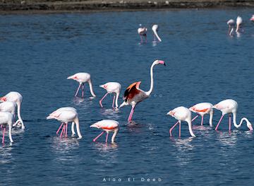 egypt/port-said/attraction/muhayya-tuyur-alfulamingo-almuhajirah