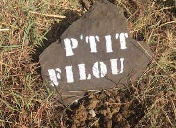 madagascar/antsiranana/attraction/baobab-a-suarezensis-p-tit-filou