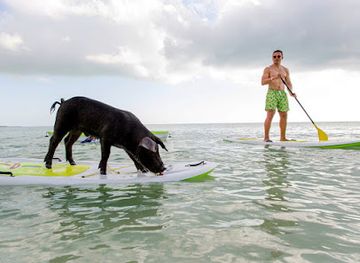 the-bahamas/andros-island/attraction/adelaide-s-pigs-encounter