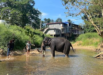 sri-lanka/pinnawala-elephant-orphanage/attraction/the-elephant-freedom-project