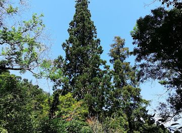 ireland/county-waterford/attraction/giant-sequoia