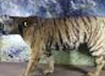 india/bhubaneswar/attraction/zoo-museum