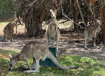 australia/fraser-island/attraction/fraser-coast-wildlife-sanctuary