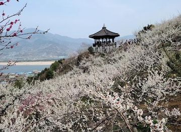 south-korea/suncheon/attraction/gwangyang-maehwa-festival
