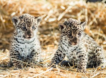 lithuania/klaipeda-region/attraction/klaipedos-zoologijos-sodas