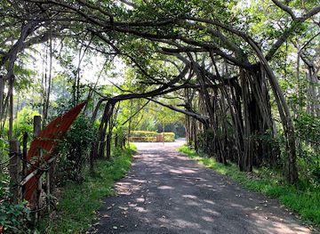 india/chennai/adyar/attraction/adyar-banyan-tree
