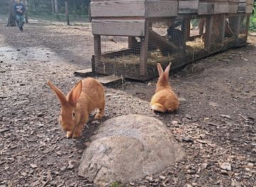 lithuania/anyksciai-treetop-walking-path/attraction/silelio-triusiu-tvirtove